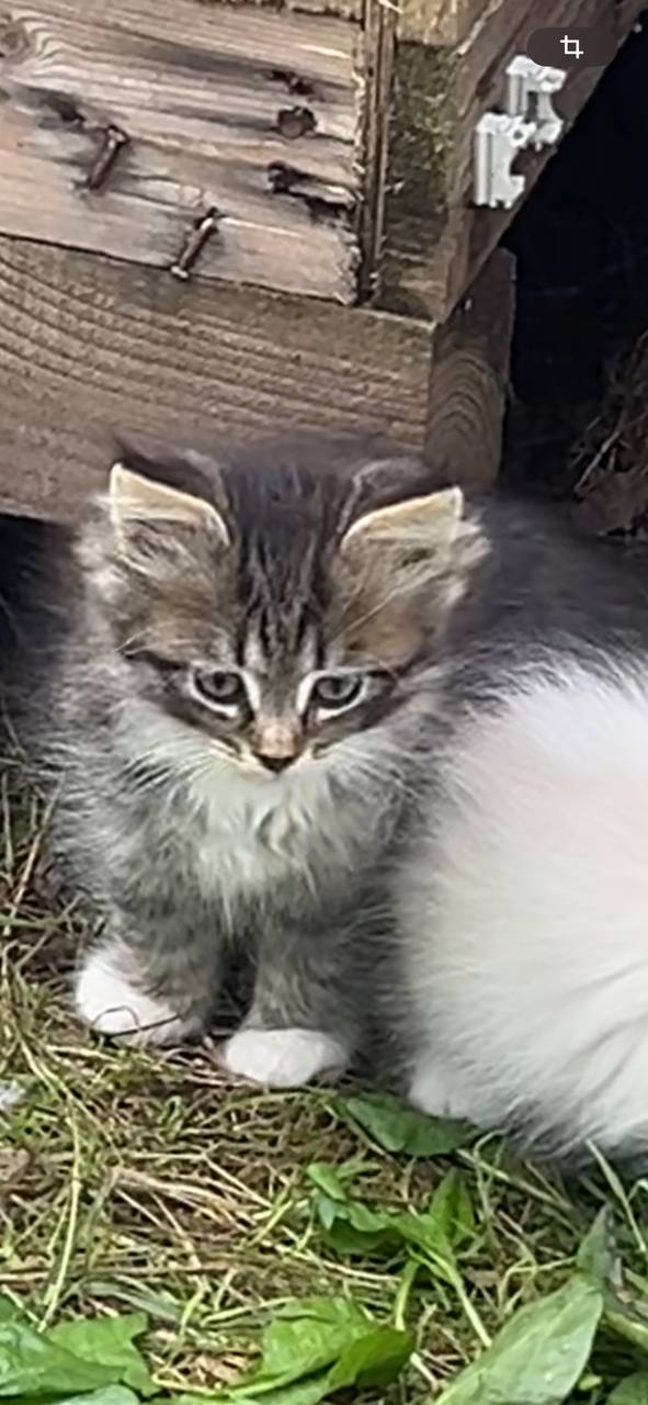 Фотография котёнка номер 1