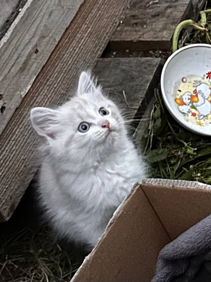 Фотография котёнка номер 2