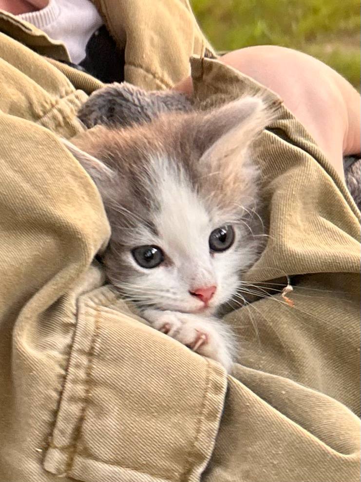 Фотография котёнка номер 3